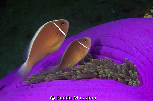 lembeh nikon d2x,60mm macro by Puddu Massimo 